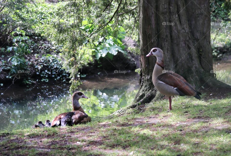 The Nile goose's family