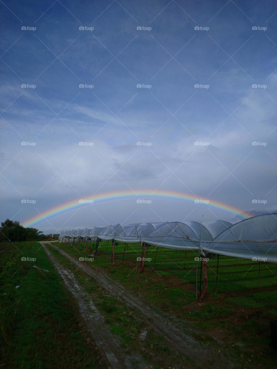 Rainbow in country