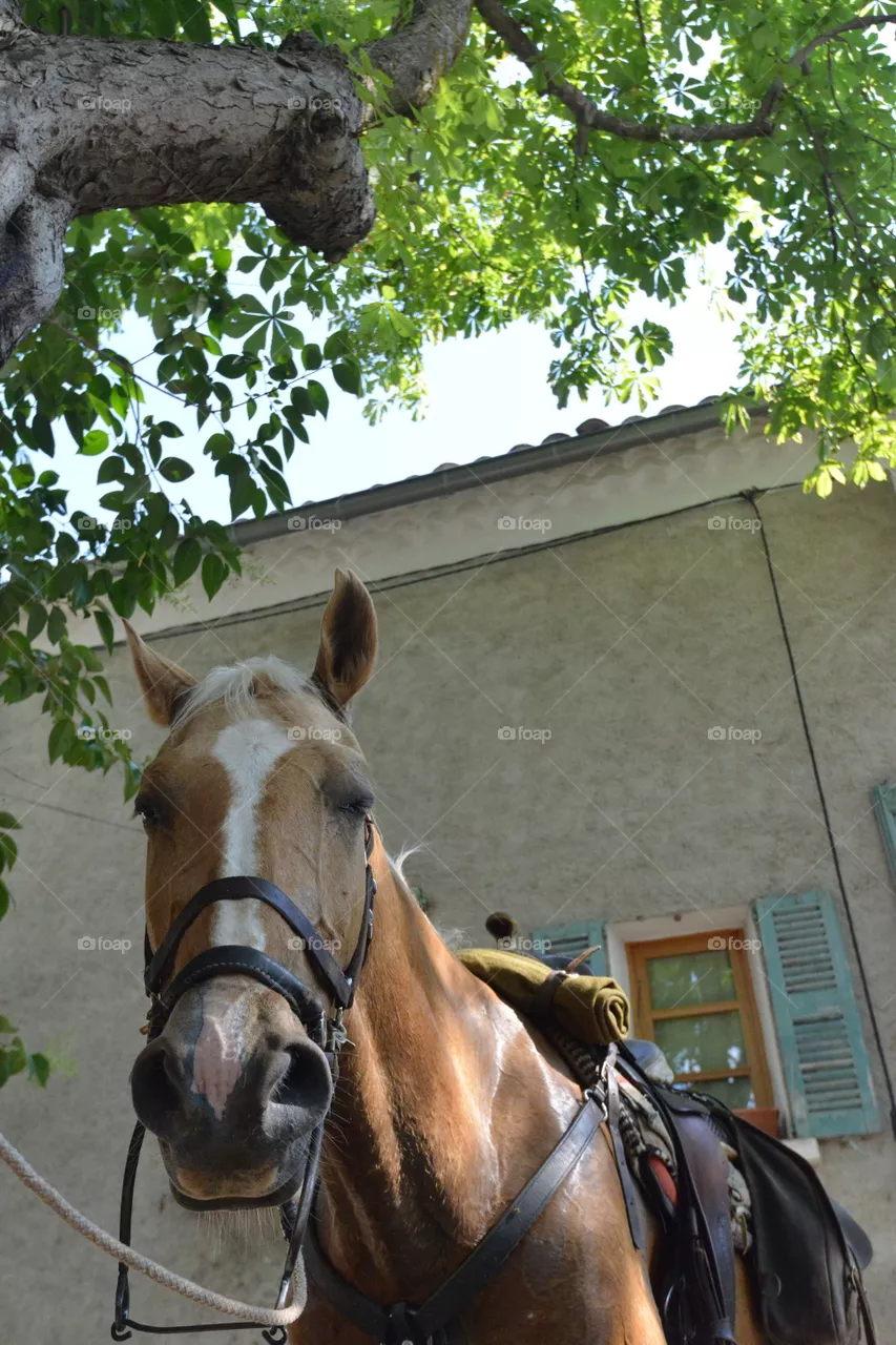 horse