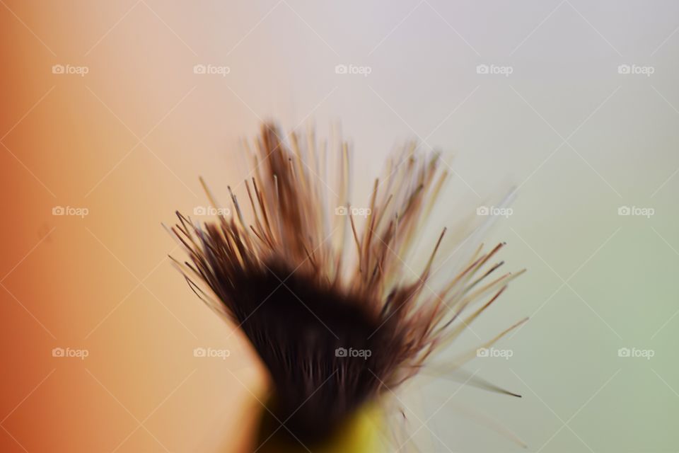 All rights reserved Julia Okada