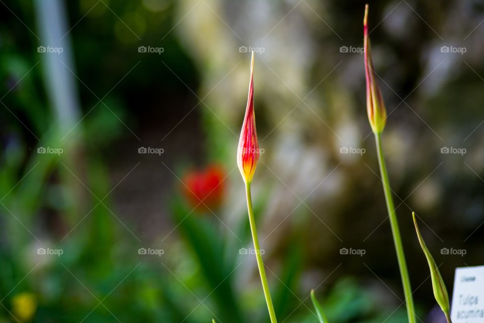 Early Born Tulips 