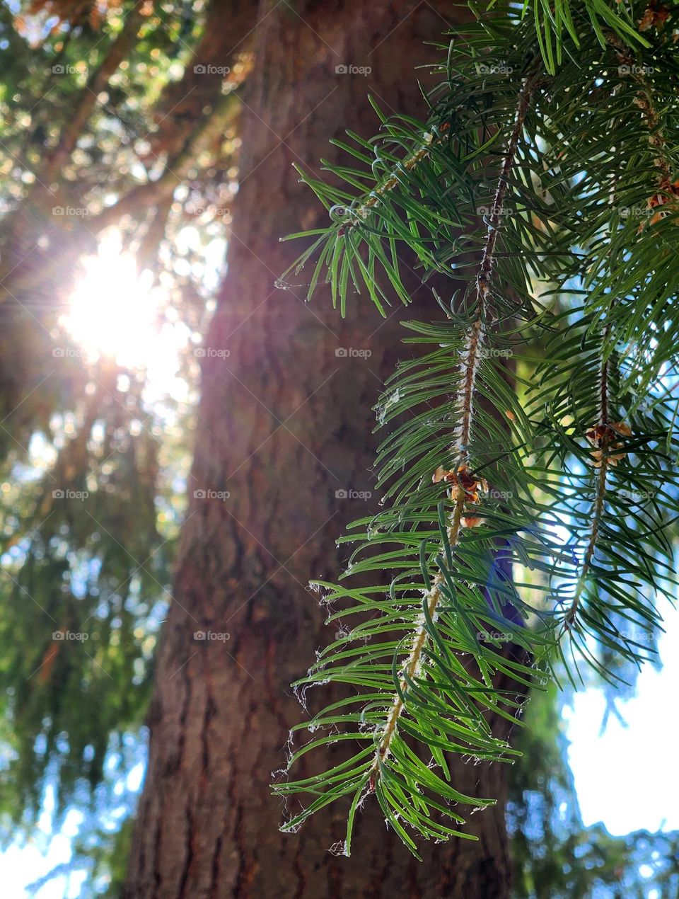 close up view of green needle leaves and a tall brown tree trunk in Oregon silhouetted by bright afternoon sunlight