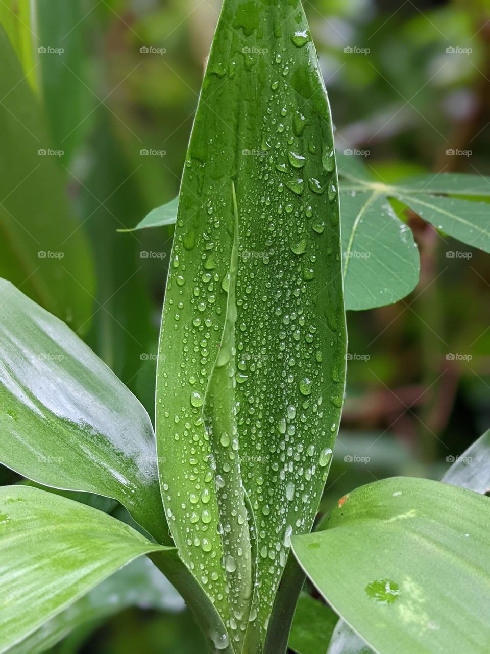 raindrops on green leaves