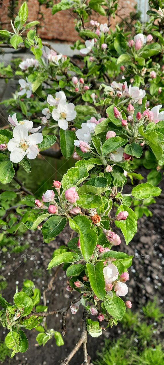 apple tree blooming