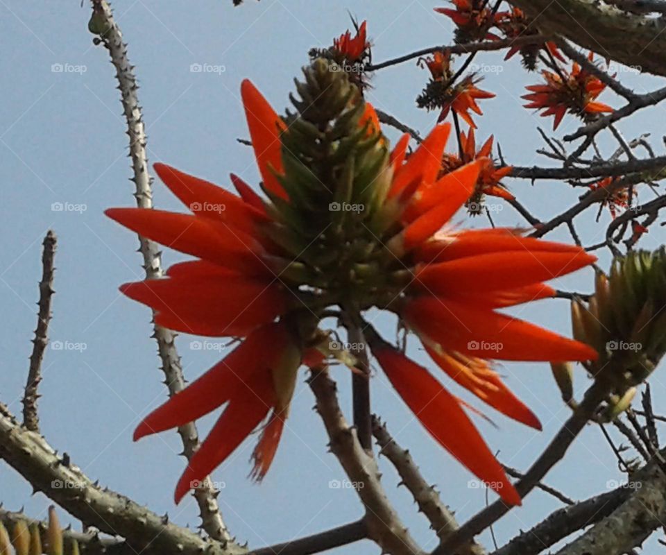 modar flower, red blood flower that is called modar