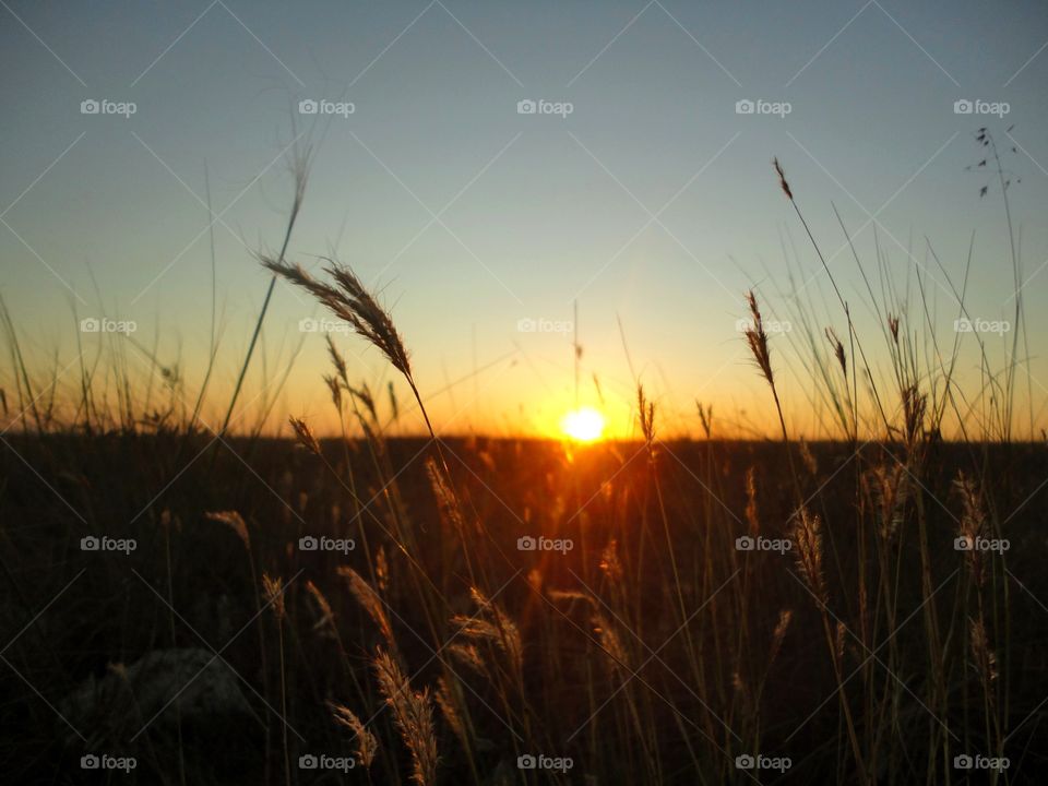 sunset in the steppe and grass summer beautiful landscape