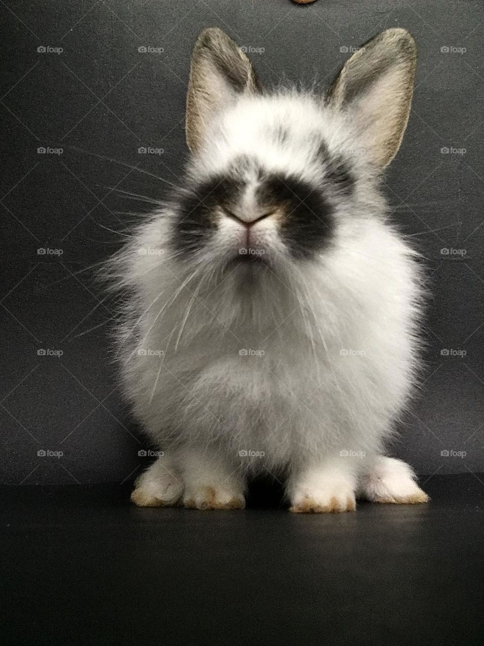 Nice Rabbit 