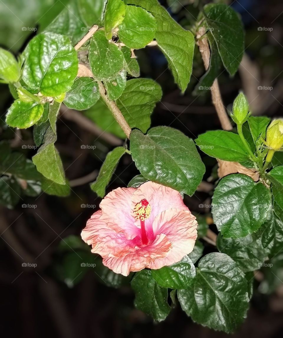 Hibiscus bloom captured at night. Resplendent with new spring growth, and buds ready to burst!