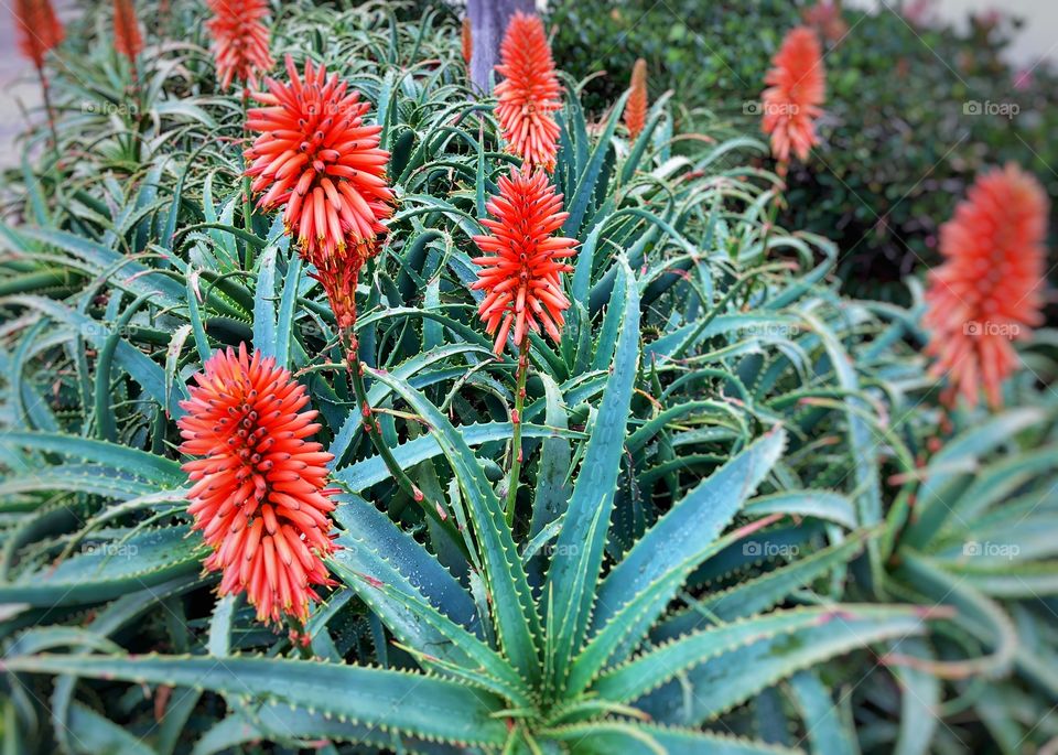 Beautiful Flowering Succulents