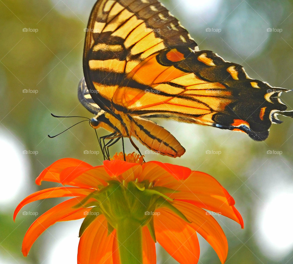 Eastern Tiger Swallowtail Butterfly: Here they get nectar from the brilliant Mexican Sunflower in my butterfly garden!