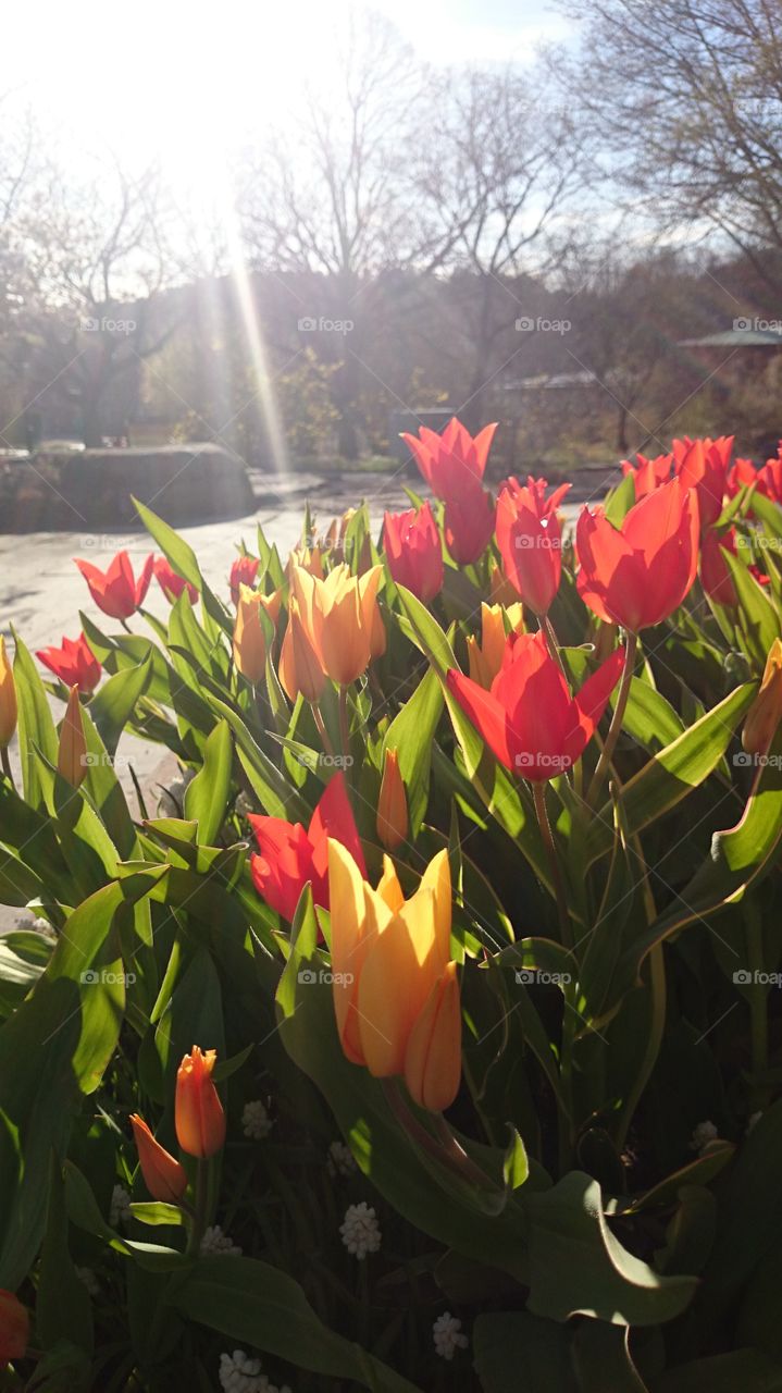 Tulips. Tulips in the sun