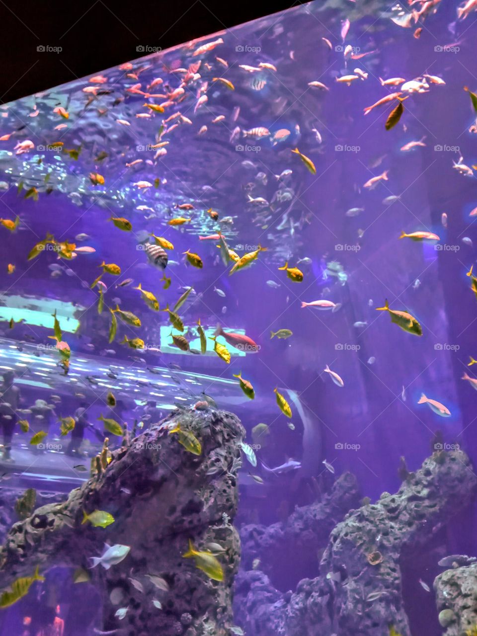 Thousands of Fishes in a Tank. The Gulf Coast of Mississippi