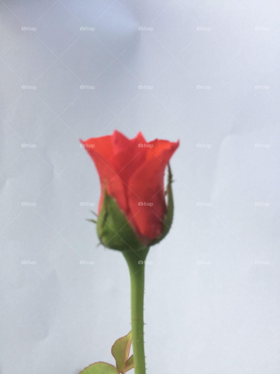 Rose Flower ...