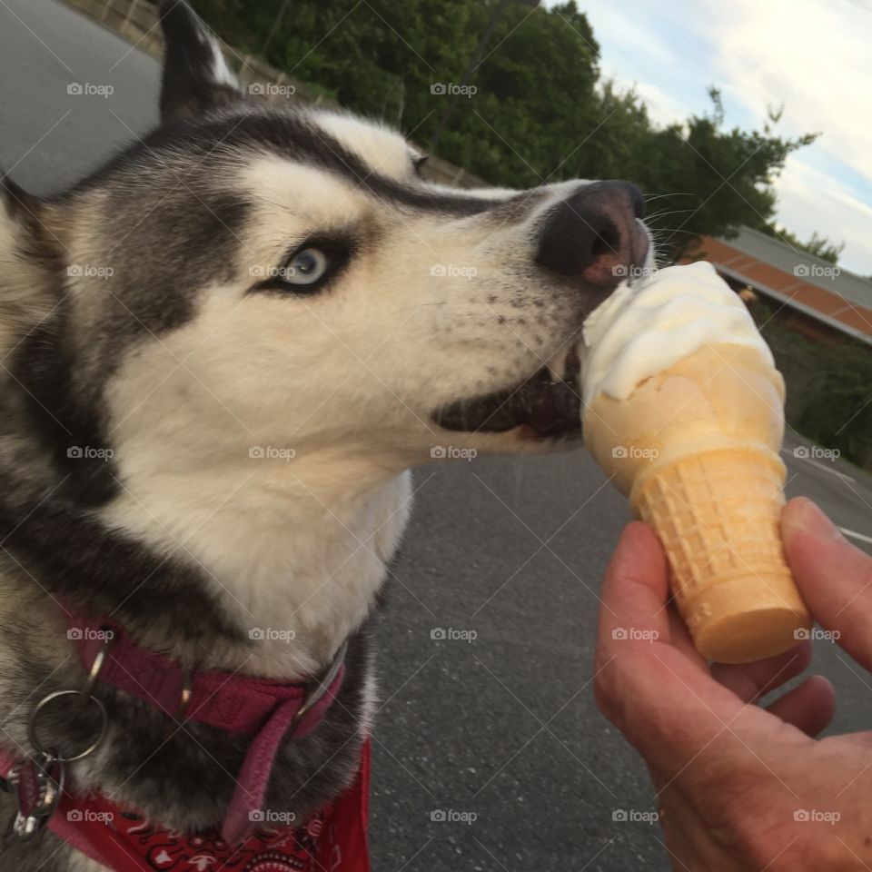 Summertime ice cream

Pup ice cream