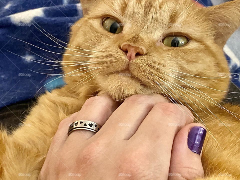 A cat resting her head on a persons hand wearing a ring and purple nail polish