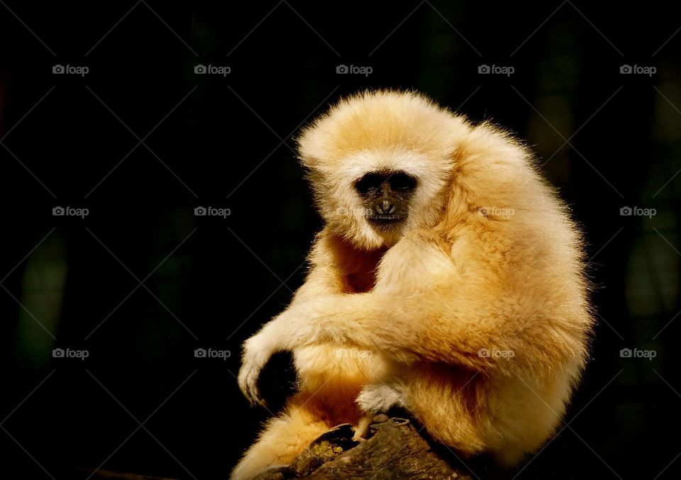 Monkey sitting on the tree branch