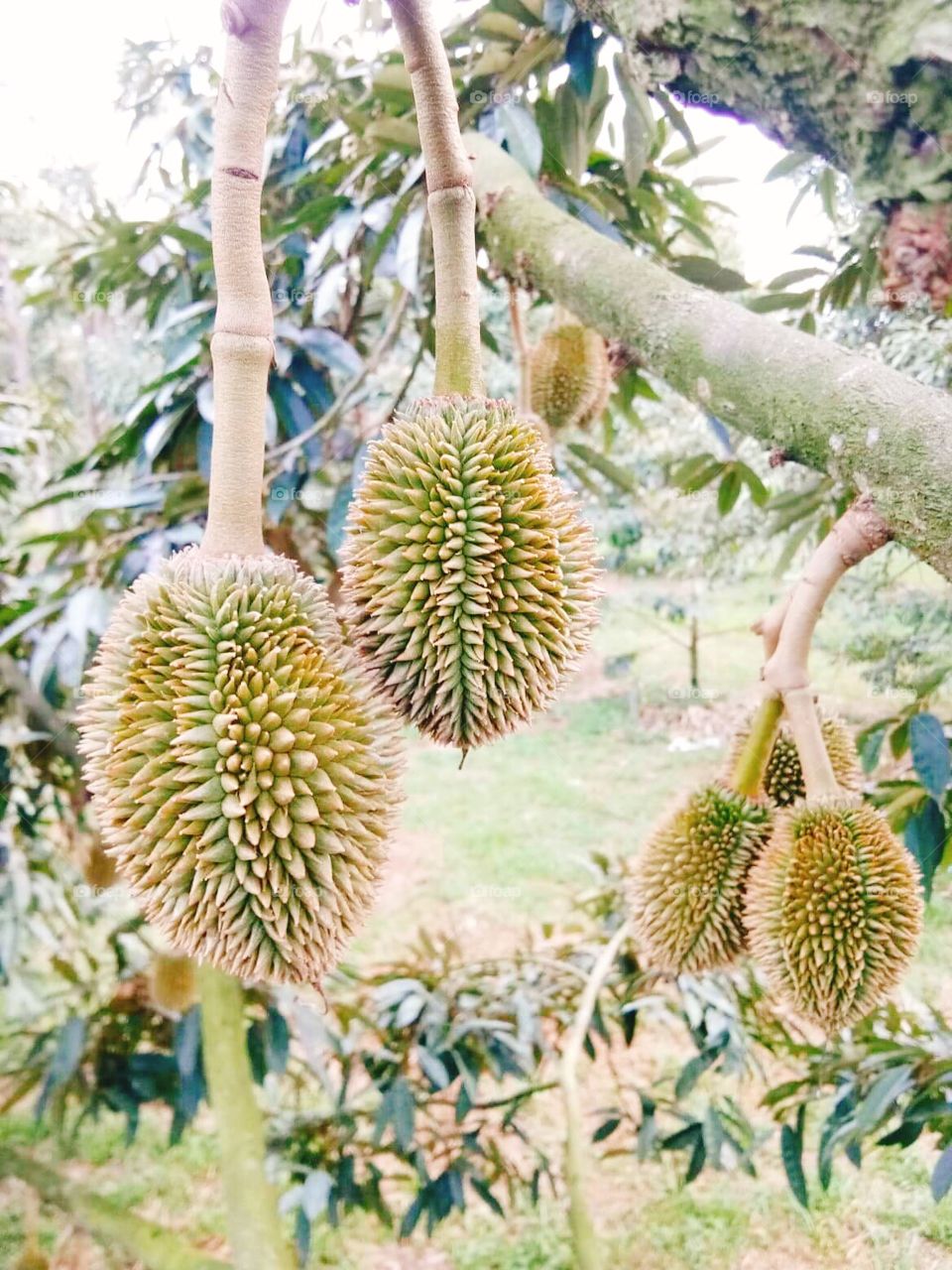 Baby durian in Thailand.