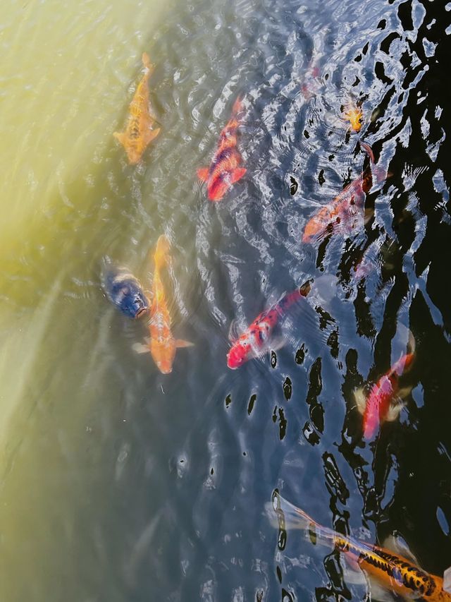 At the koi pond