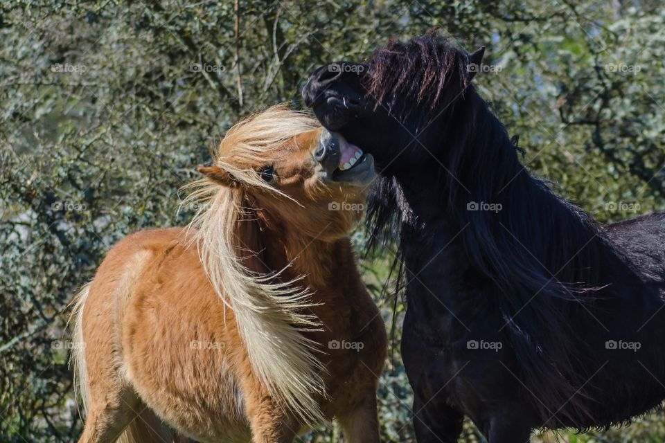 Shetland ponies playing together