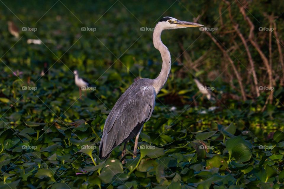A majestic Grey Heron standing gracefully among lush green water plants, with other birds subtly visible in the serene wetland background. Perfect for nature and wildlife themes.
