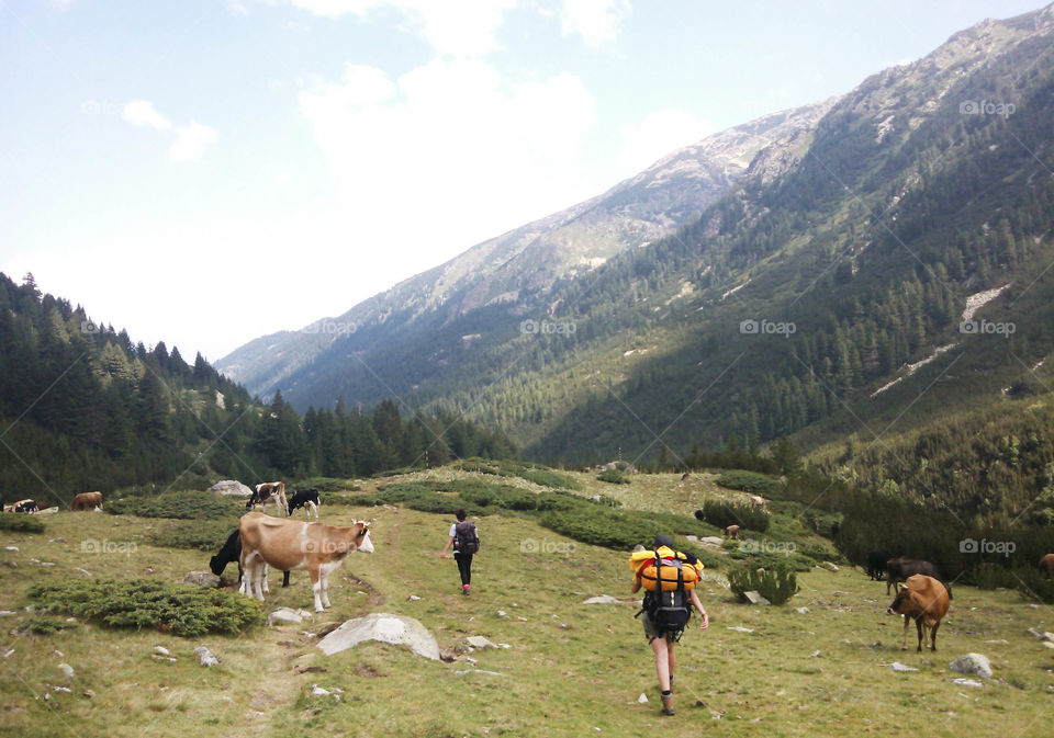 Traveling... People and cows, nature