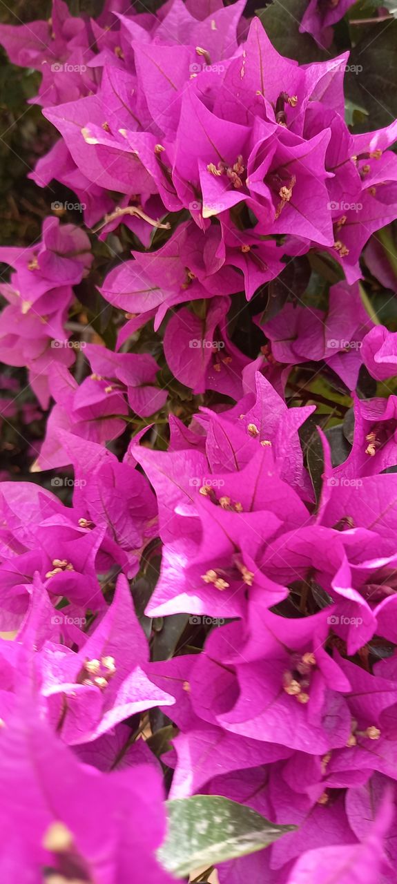 bouganvillea