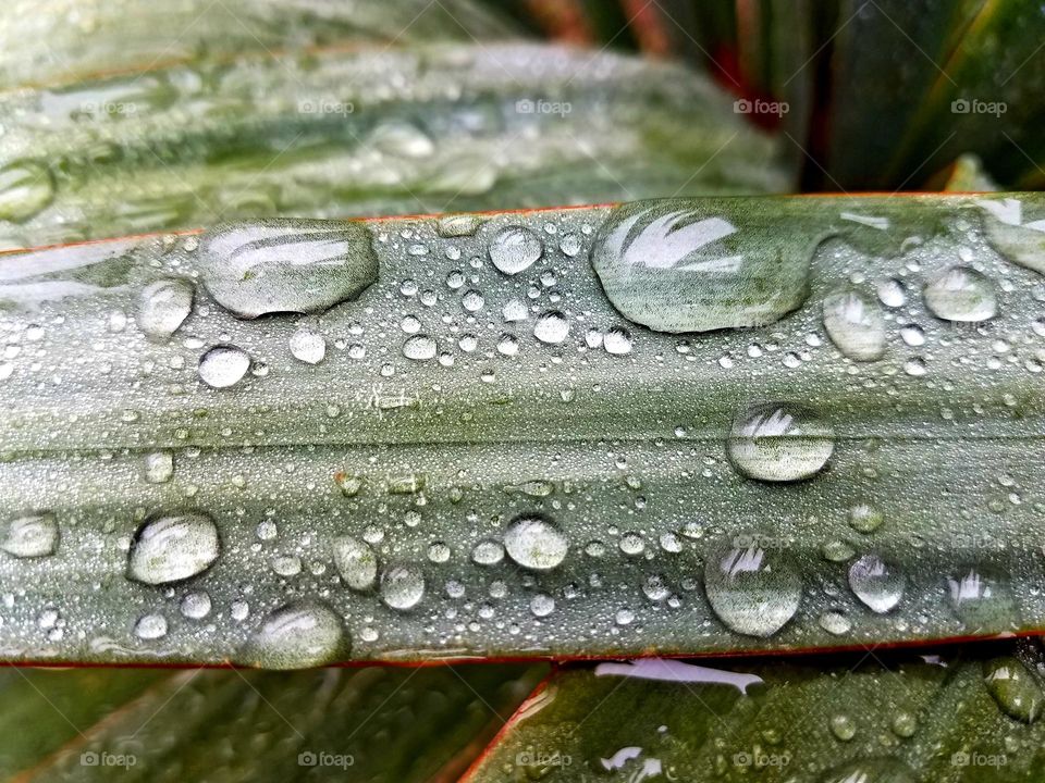 water drops, rainy day