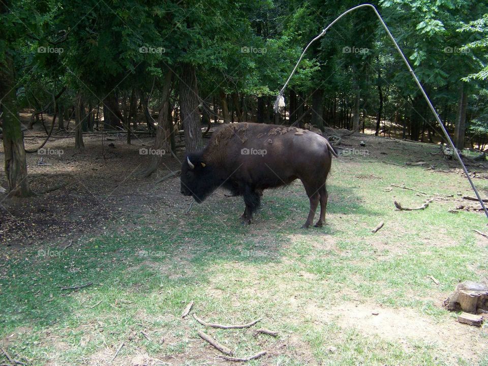 Buffalo