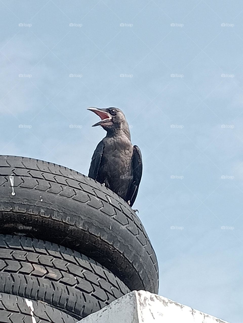 Crow 🐦‍⬛, It's Beautiful 😻