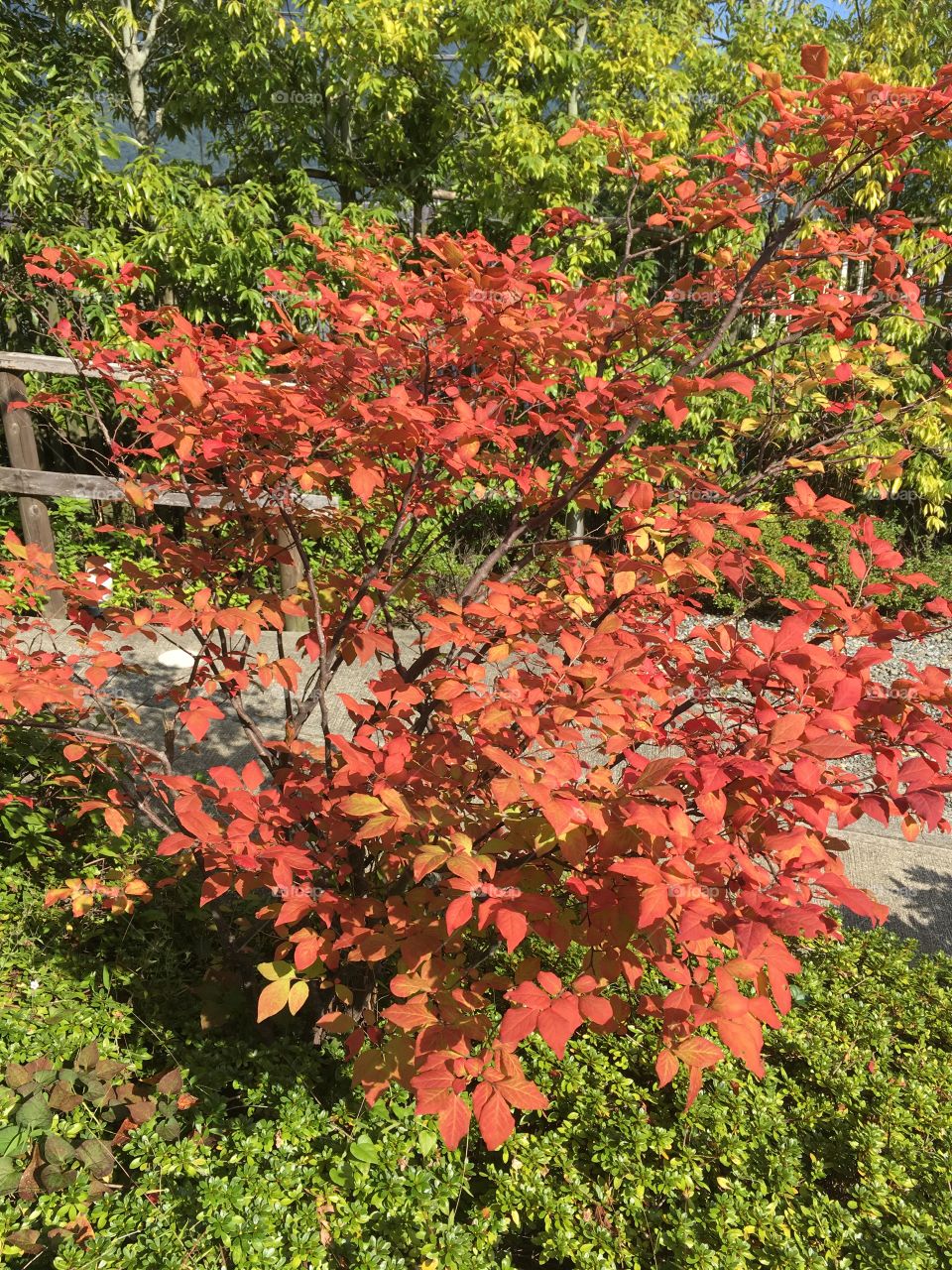 Autumn leaves - just outside Nobu Restaurant