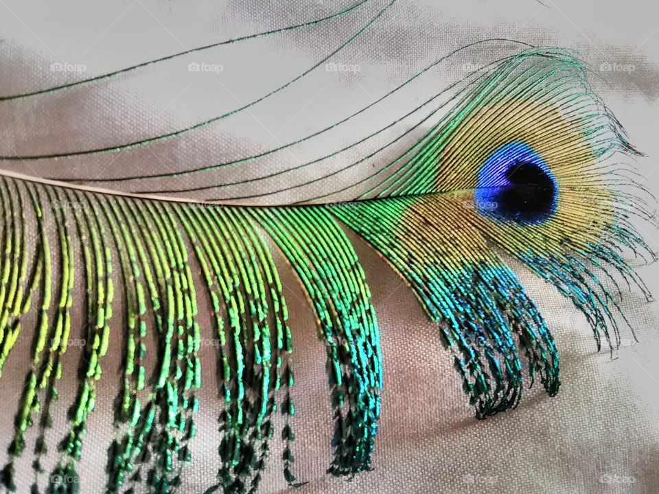 a beautiful eye feather from a peacock