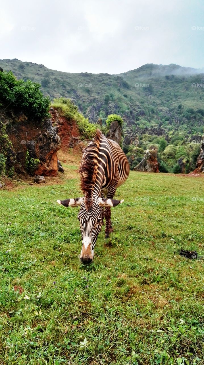 one zebra with open ears in the field eating grass