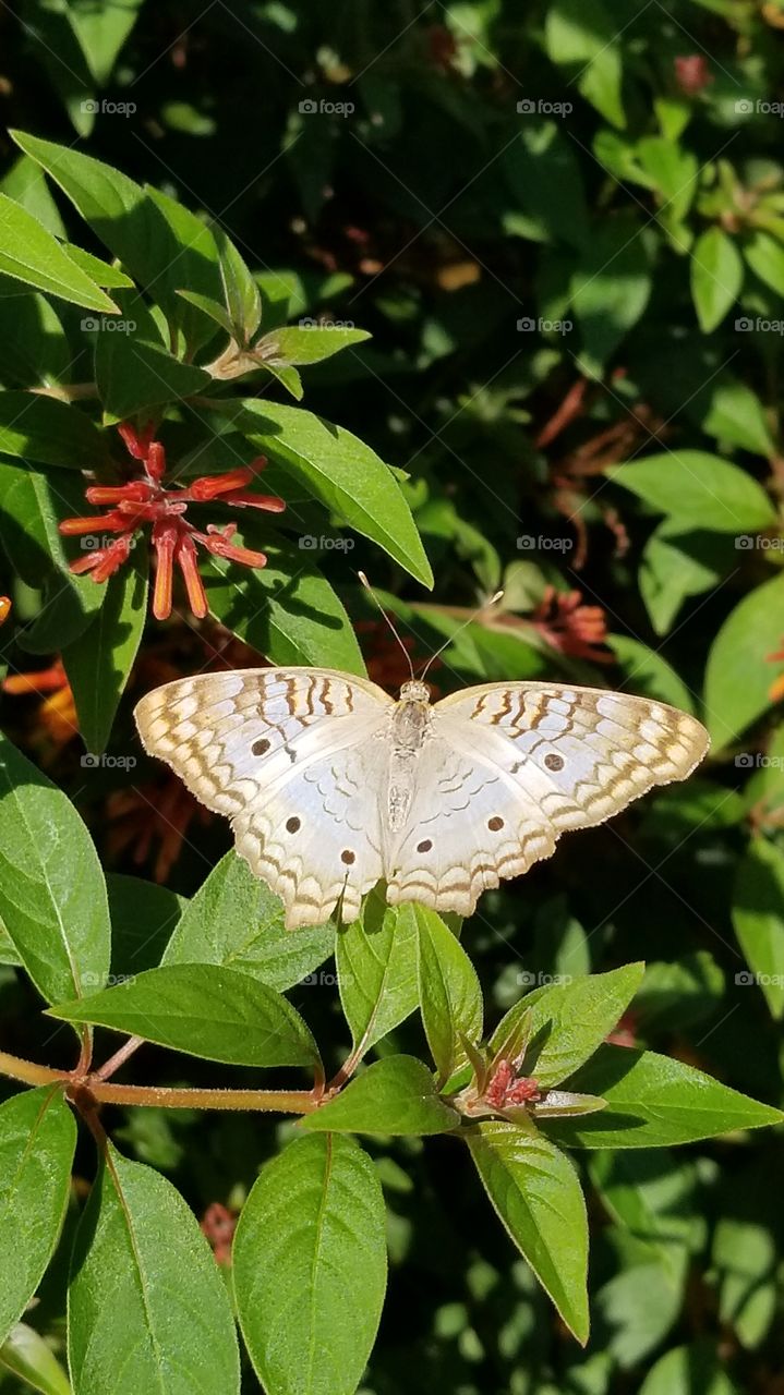 Triangle wings of this beautiful butterfly in the backyard