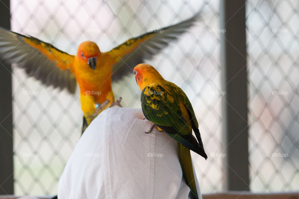 Bird on the head