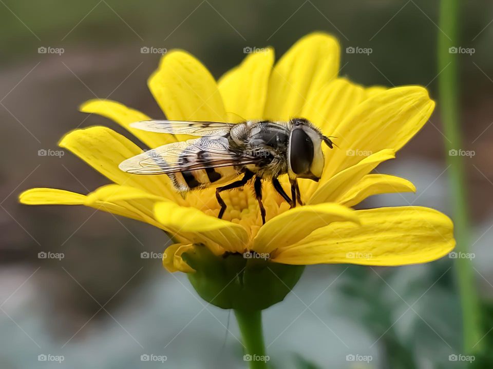 Hoverfly or Syrphid Fly (or Flower Fly, if you prefer American nomenclature)