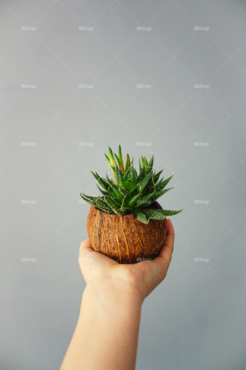 succulent in coconut pot