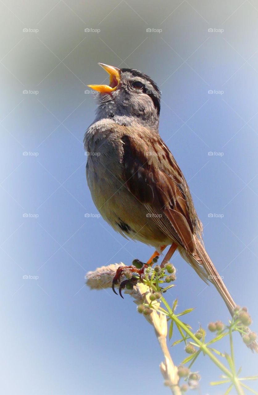 A white crowned sparrow perches and sings while basking in the warm summer sun in Washington 