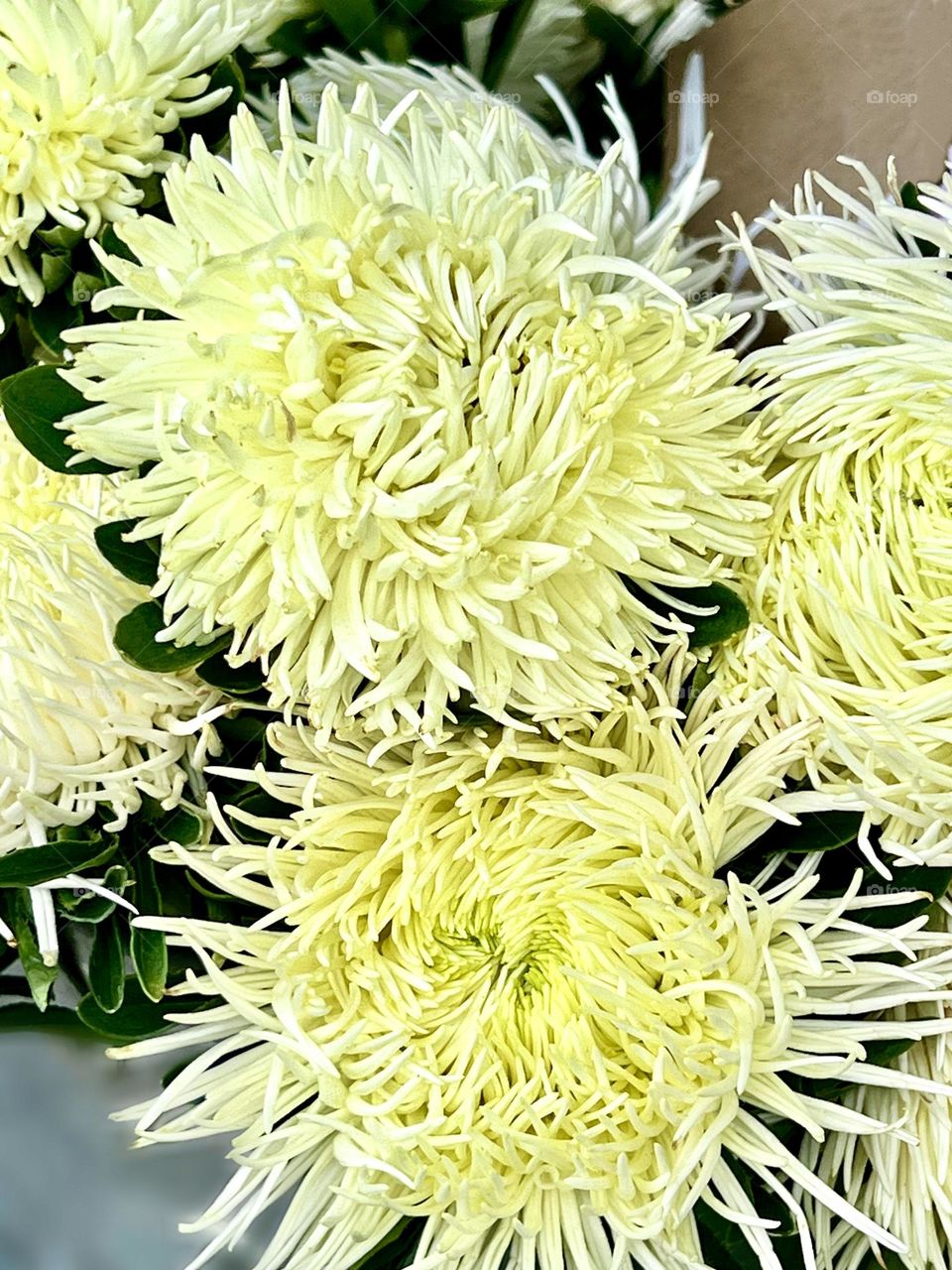 Bouquet of light chrysanthemums taken close-up
