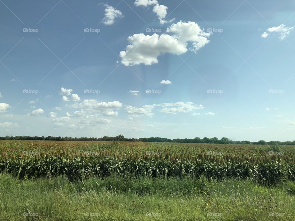 Kansas pasture