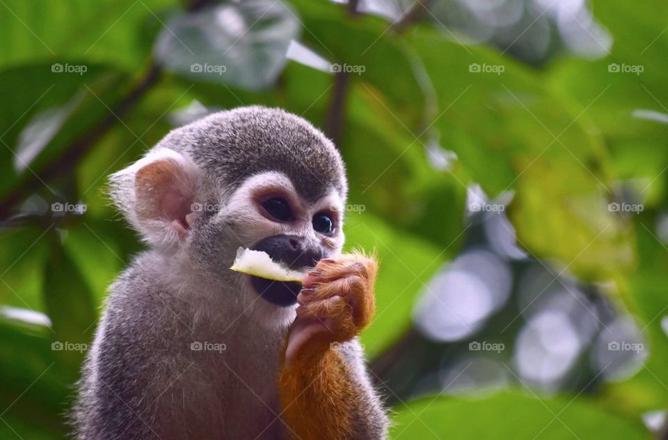 Hungry monkey