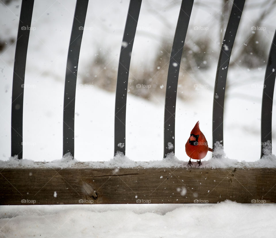 Cardinal in The Snow