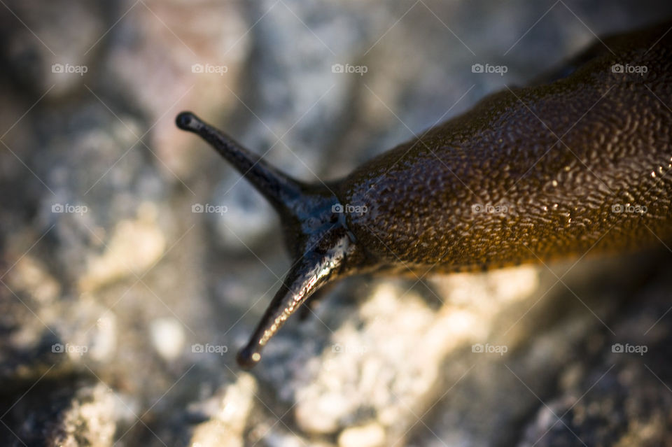Closeup iberian slug