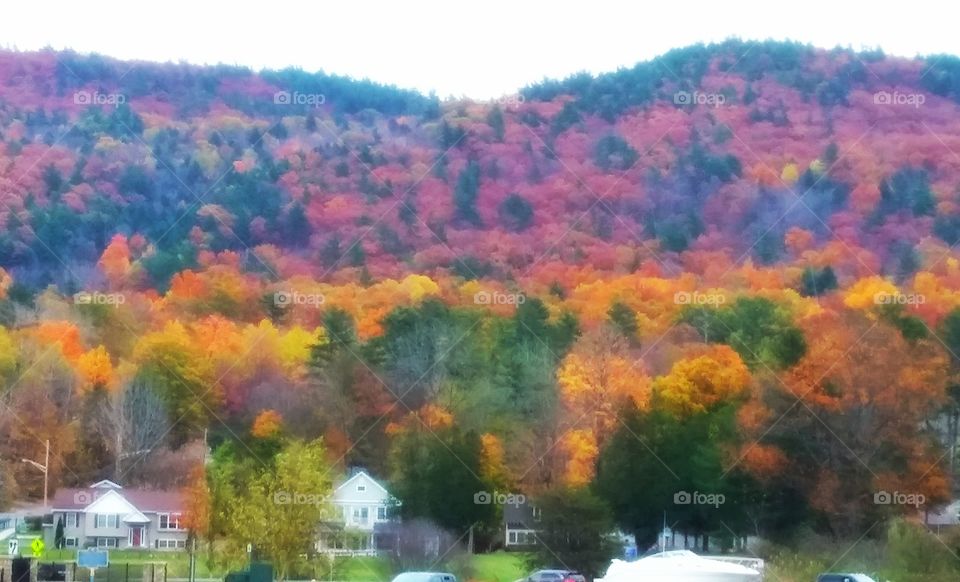 Houses among the autumn trees