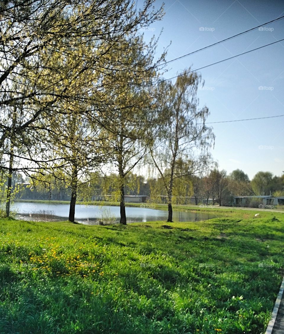 майское утро, солнечно,молодая зелень на деревьях, трава, голубое небо, озеро, голубая вода, деревья в дали