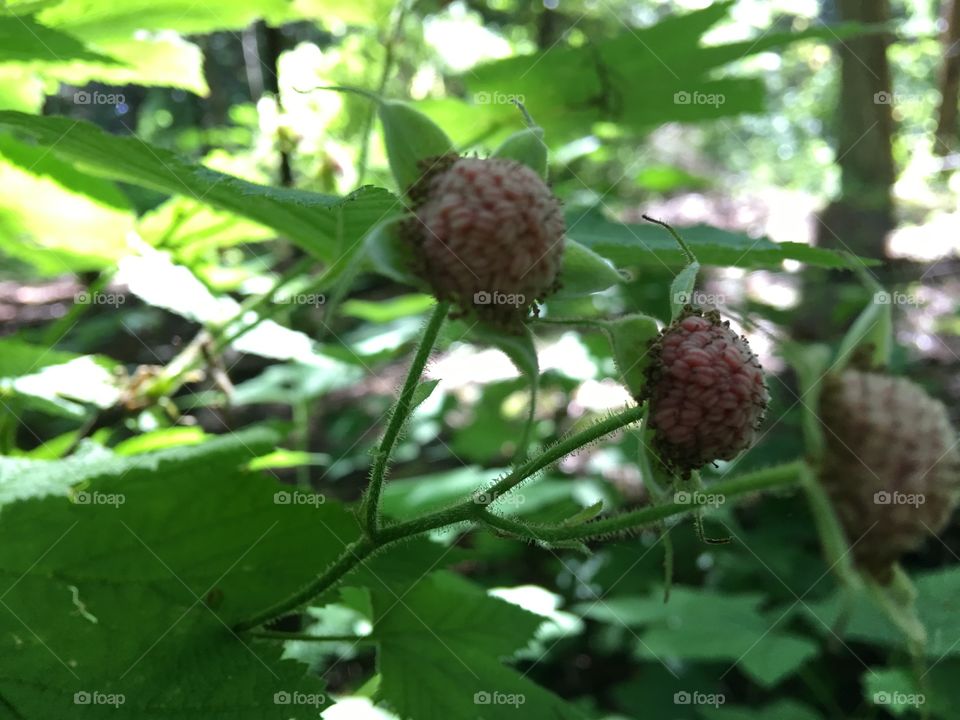 Forest berries 