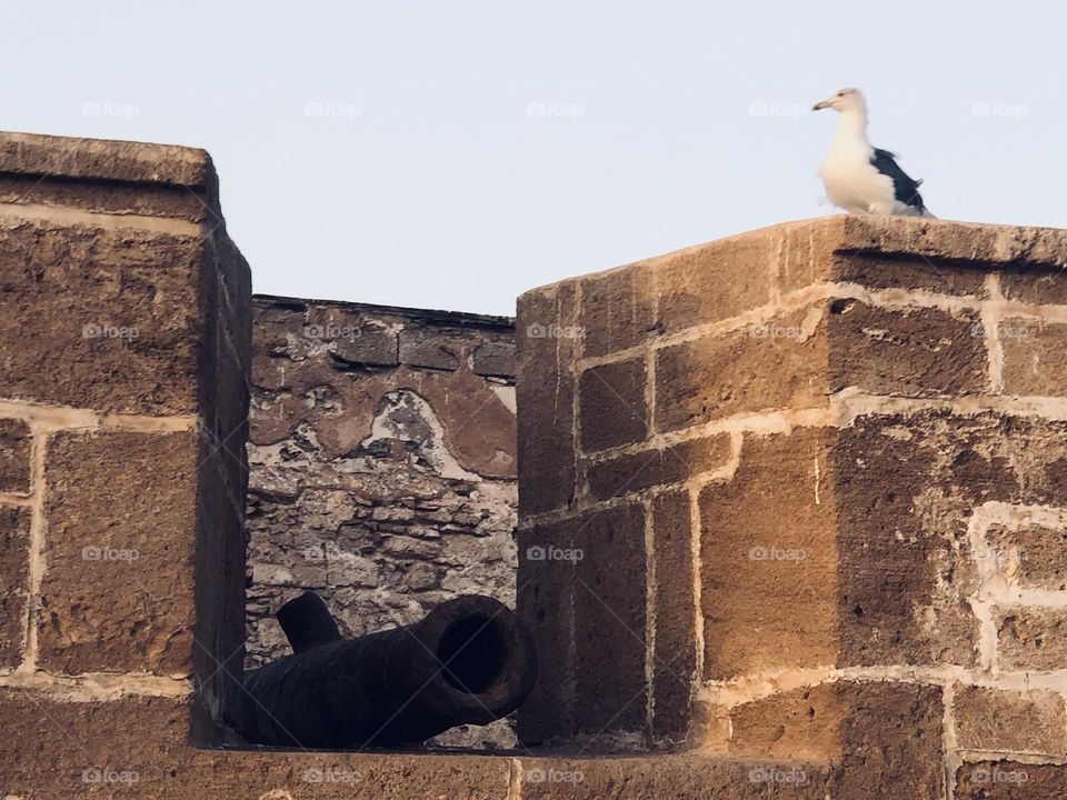 Beautiful seagull on the wall near an ancient gun