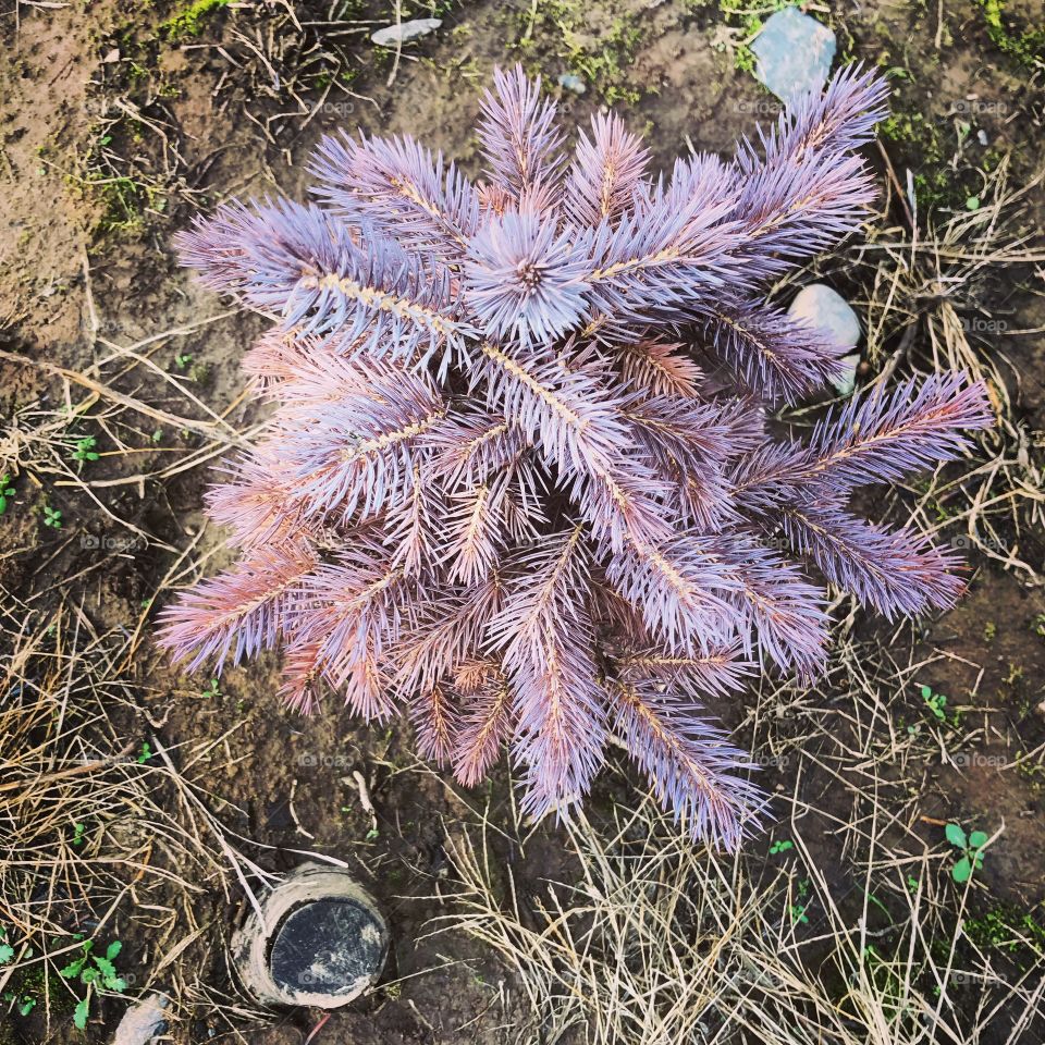 Purple tree