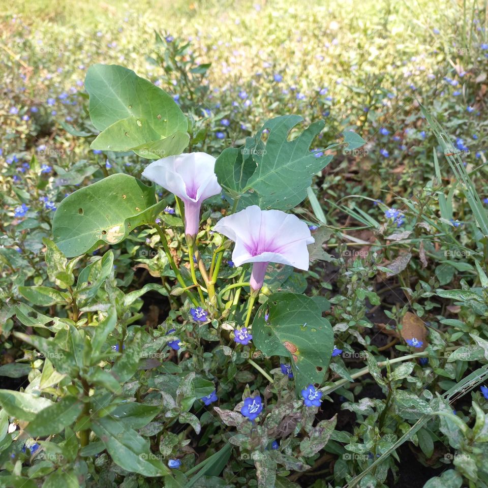 Kale flowers that are blooming and growing wild on the edge of the rice fields