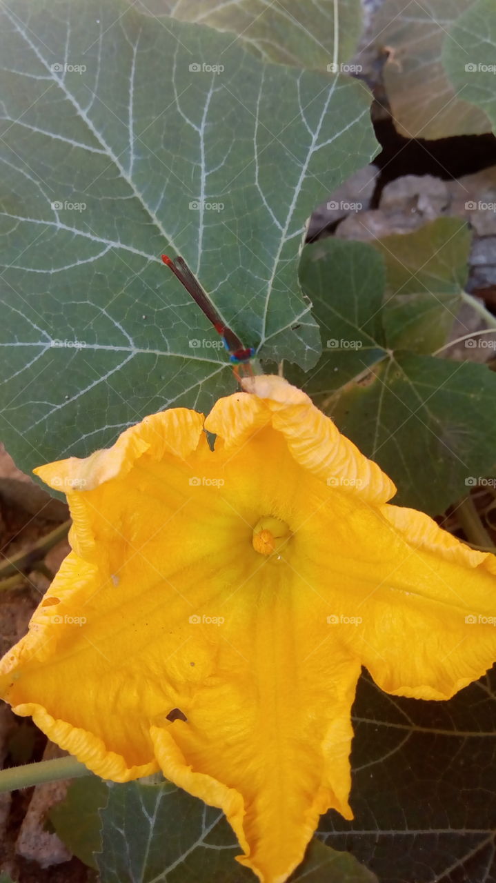 pumpkin flower