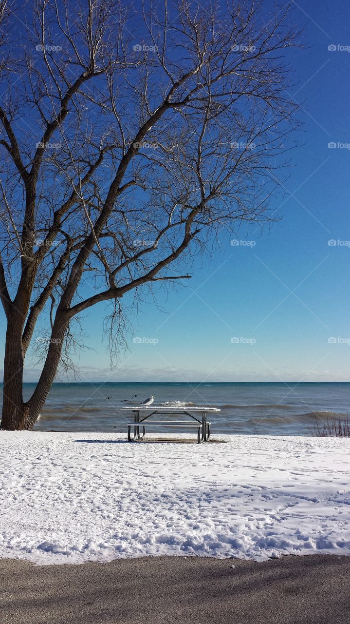 Winter Lake Scene